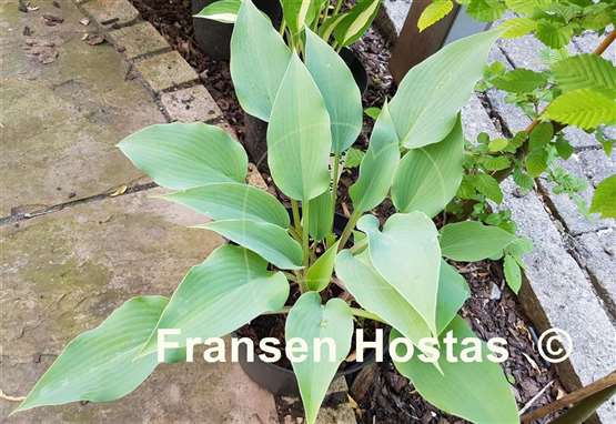 Hosta Valley's Vanilla Blue